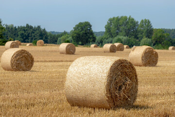 Rolled of barley hay on slope or hilly farmland, Harvested straw bales, Livestock in the farm in summer, To keep to feed animals in the farm in winter, Countryside agriculture in Limburg, Netherlands.