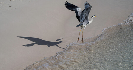 Gray white bird Gray Heron flies over the sandy beach