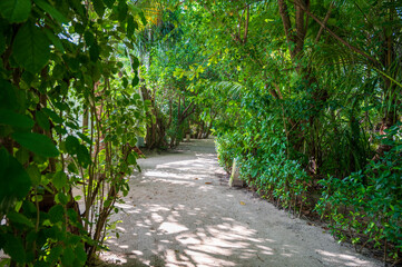 Obraz premium Sandy path in a dense tropical green forest.