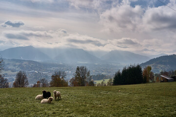 Sheep grazing in the valley against the backdrop of autumn mountains