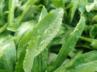 Culantro or Eryngium foetidum  Leaves in the garden