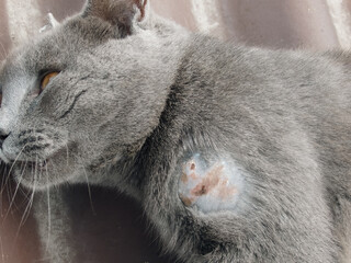 The domestic gray British Shorthair Cat wound with stitches after surgery, because of being bitten...