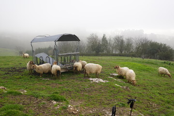 sheep in asturian countryside eating grass outdoors. cloudy morning with sheep and wool cattle.