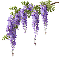 branch of beautiful hanging purple wisteria flowers, isolated object on transparent background 