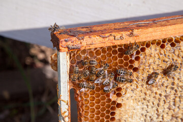 Working bee on the honeycomb with sweet honey.. - Powered by Adobe