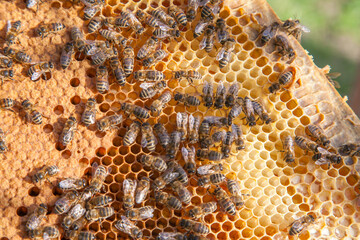 Working bees in a hive on honeycomb. Bees inside hive with sealed and open cells for their young..