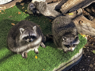 Two super cute young raccoons (Procyon lotor) posing for a camera at the zoo.