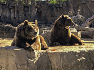 Brown bears sitting looking straight ahead