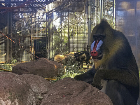 Mandrill in captivity with sad eyes eager for freedom.