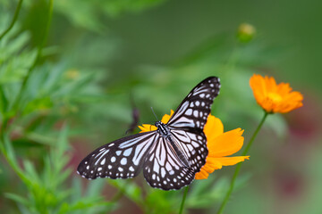 Lone Glassy tiger butterfly resting on an orange flower