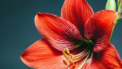 red amaryllis flower in bloom isolated with stamen in focus
