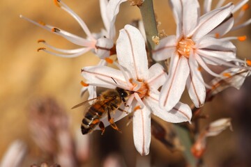 kwiat z pszczołą - obrazy, fototapety, plakaty