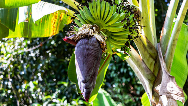 banana on the tree, bananas flower 