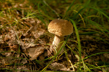Boletus mushroom in the wild. Porcini mushroom grows on the forest floor at autumn season..