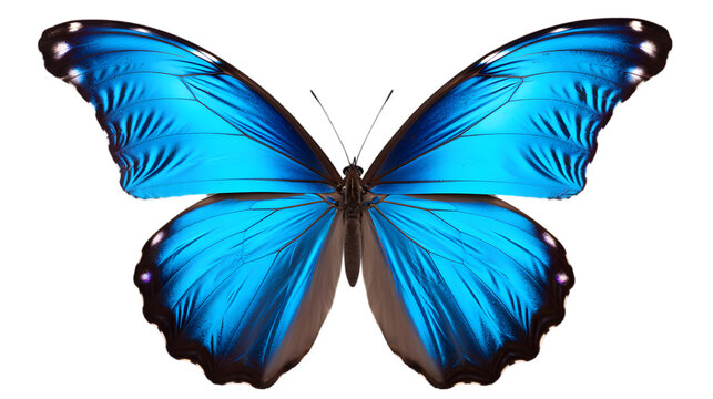 Close-up macro beautiful tropical Morpho butterfly with wings spread isolated on white background or transparent