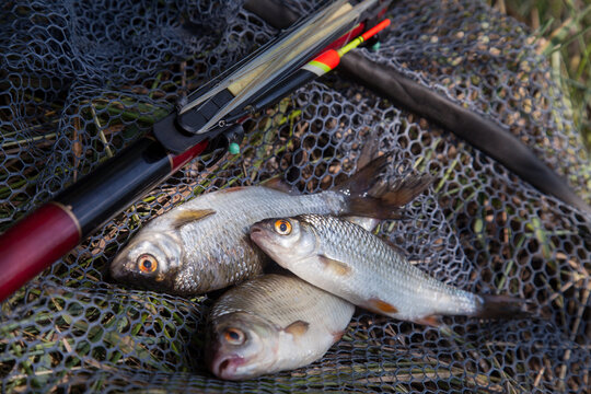 Several fish of common roach (Rutilus Rutilus) with float rod on black fishing net..