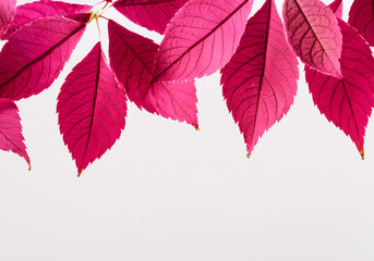 Pink, red, Viva Magenta leaves