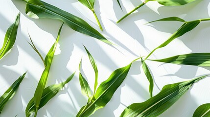 corn leaf background for graphics,Corn on white background 