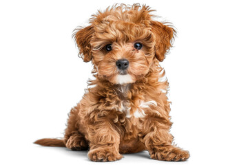 brown shaggy maltese puppy isolated, PNG file 