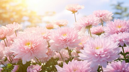 delicate light pink flowers - obrazy, fototapety, plakaty