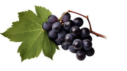 Fototapeta premium Dark black grapes with leaves on white or transparent background
