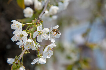 Close up view of working honeybee on white flower of sweet cherry tree. Collecting pollen and nectar to make sweet honey.