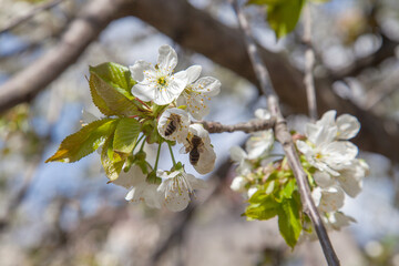 Close up view of working honeybees on white flower of sweet cherry tree. Collecting pollen and...