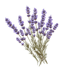 Obraz premium Dried lavender isolated on transparent background,transparency 
