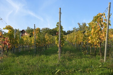 Vineyards in autumn: rows of vines with their colorful leaves stretch up the hill. The vineyard...