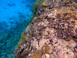 Underwater life of reef with corals and tropical fish. Coral Reef at the Red Sea, Egypt.