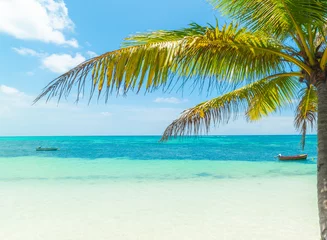 Crédence de cuisine en verre imprimé Anse Source D'Agent, île de La Digue, Seychelles Palm tree and turquoise water in a tropical beach