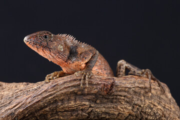 Portrait of an Oriental Garden Lizard on a branch
