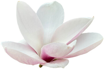 Magnolia flower cutout isolated