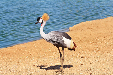 The graceful bird with magnificent plumage on the head
