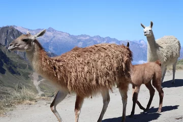 Photo sur Plexiglas Lama Famille de lama