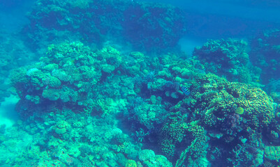 Fototapeta premium Amazing coral reef and fish