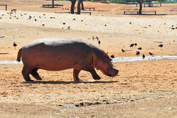  The hippopotamus walk about lake