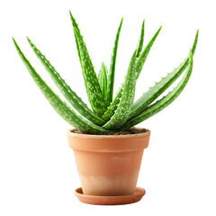 aloe vera plant in pot isolated on transparent background