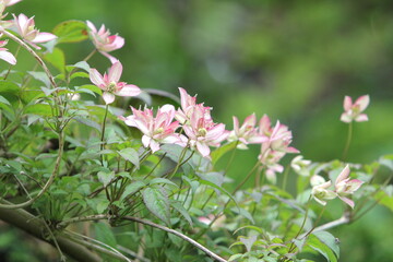 Clematis montana ‘Marjorie'