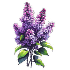 Ethereal Elegance: Delicate Lilac Flowers Illustrated in Sketch