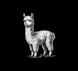 alpaca hand drawn illustration vector graphic