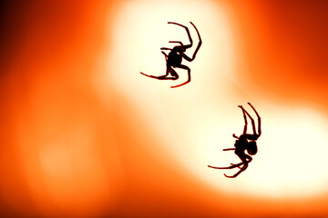 garden spider (araneus diadematus) in back light of a street lamp