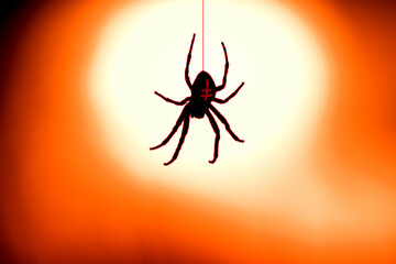 garden spider (araneus diadematus) in back light of a street lamp