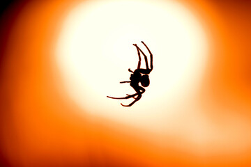garden spider (araneus diadematus) in back light of a street lamp