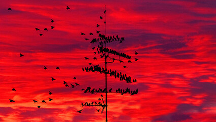 flock of common starlings (Sturnus Vulgaris) on TV antenna Munich, Bavaria, Germany