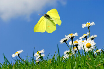 male brimstone butterfly (Gonepteryx rhamni) flies in the blue sky over daisies (Bellis perennis)
