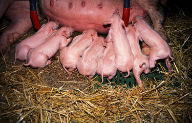 a litter of small piglets sucking on teats in the straw covered stable