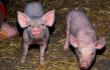 a piglet in the pigsty looks curiously at the photographer