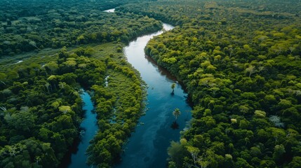 An aerial perspective reveals the intricate patterns of a winding river cutting through the dense foliage of a vibrant forest ecosystem.