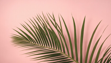 palm leaf on a pink background, hard light, copy space